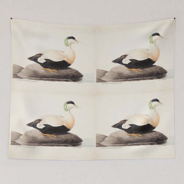 Item preview, Male Common Eider by Magnus von Wright designed and sold by Amanda1775.