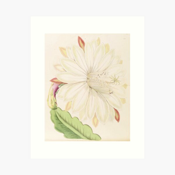 Item preview, Vintage Flower Cactus Poster - Classic Art for Spring - Cottage Core designed and sold by TheOrangeCat.