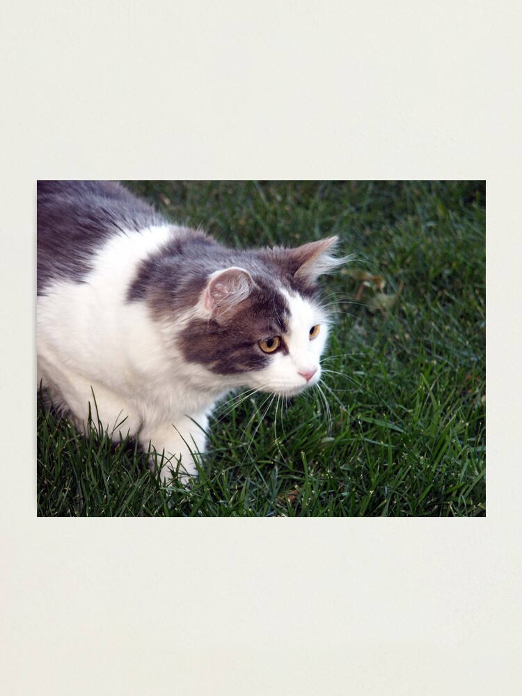 Alternate view of The Hunter Photographic Print