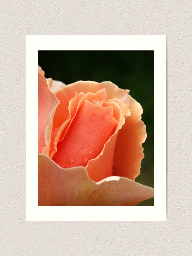 Thumbnail 2 of 3, Art Print, Just Joey designed and sold by Tiffany Dryburgh.