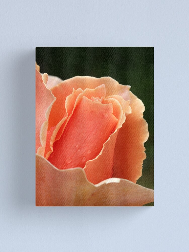 Thumbnail 2 of 3, Canvas Print, Just Joey designed and sold by Tiffany Dryburgh.