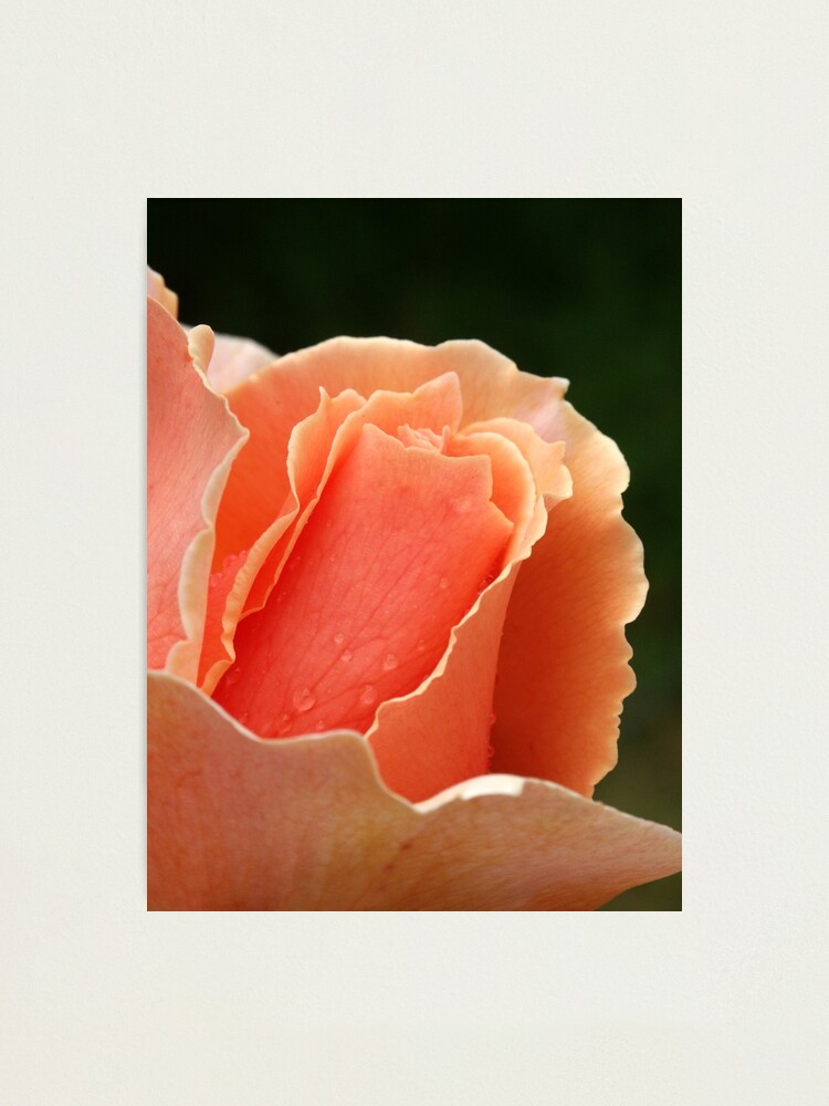 Alternate view of Just Joey Photographic Print