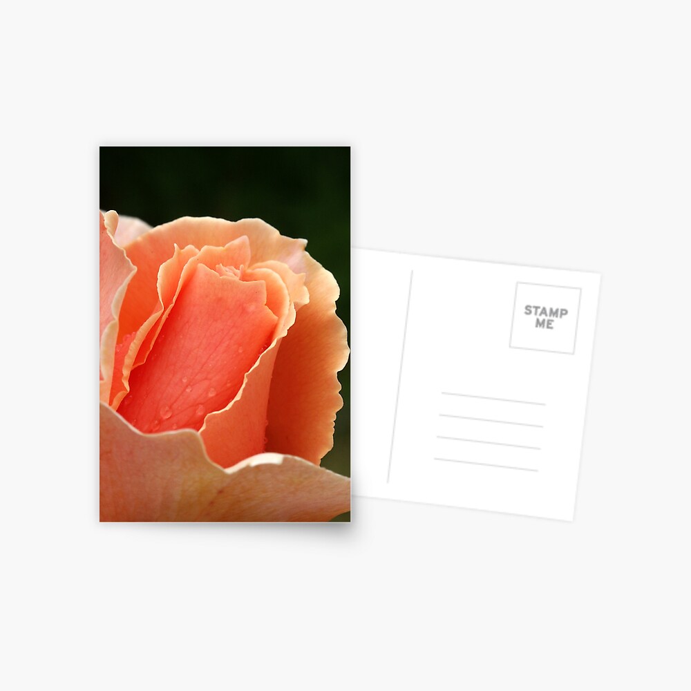Item preview, Postcard designed and sold by Tiffany.