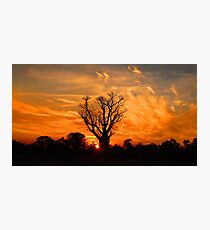 Tranquil Sunset Boab - Panorama Photographic Print