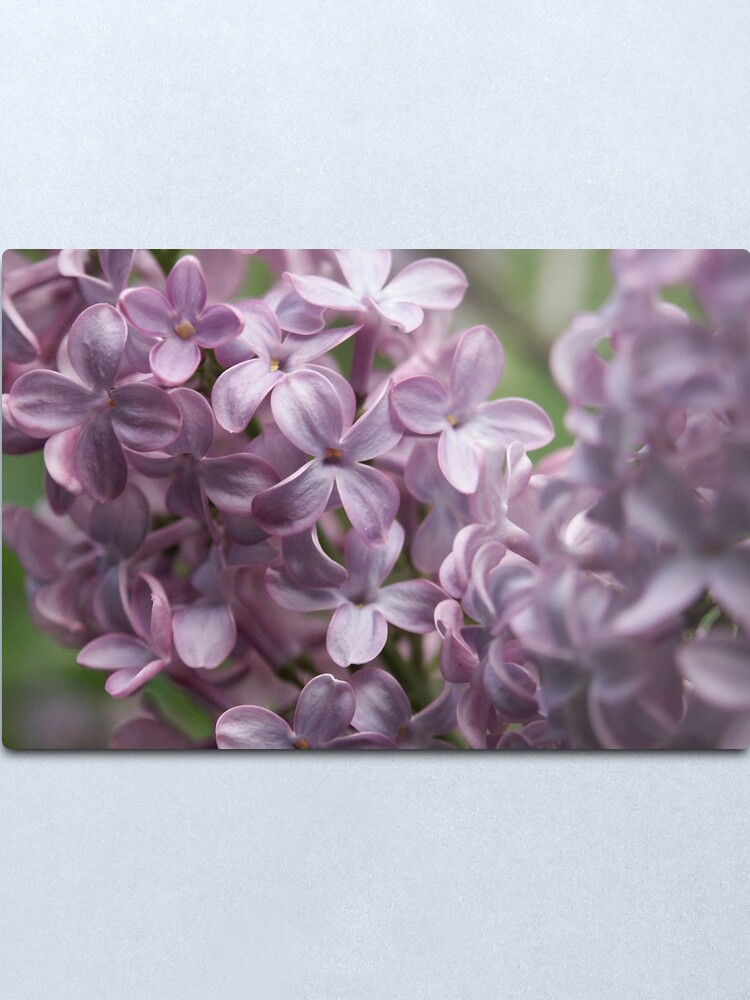 Alternate view of Lilac Metal Print