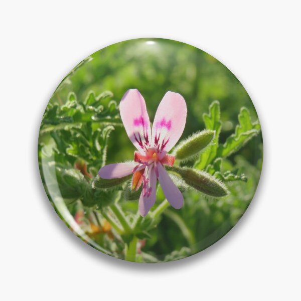 Item preview, Scented pelargonium designed and sold by greentiger1.