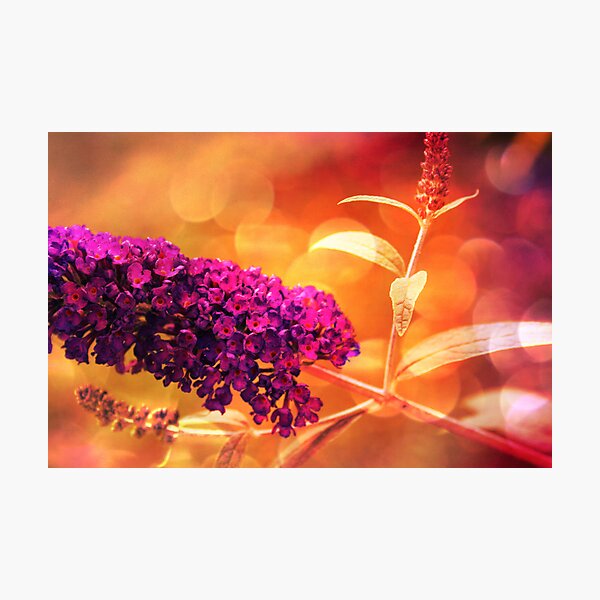 Artikelvorschau, Beautiful garden- Butterfly Bush entworfen und verkauft von jen7angel.