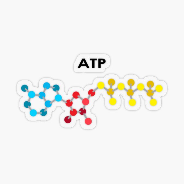 ATP Molekül Transparenter Sticker