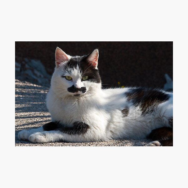 Kitty of Krk Photographic Print