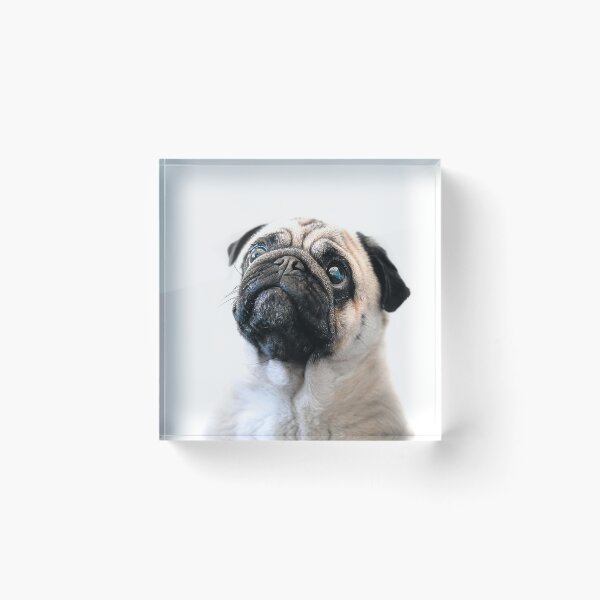 Item preview, Pug Love designed and sold by phillymag.