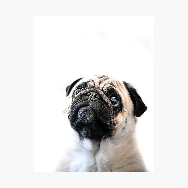 Item preview, Pug Love designed and sold by phillymag.