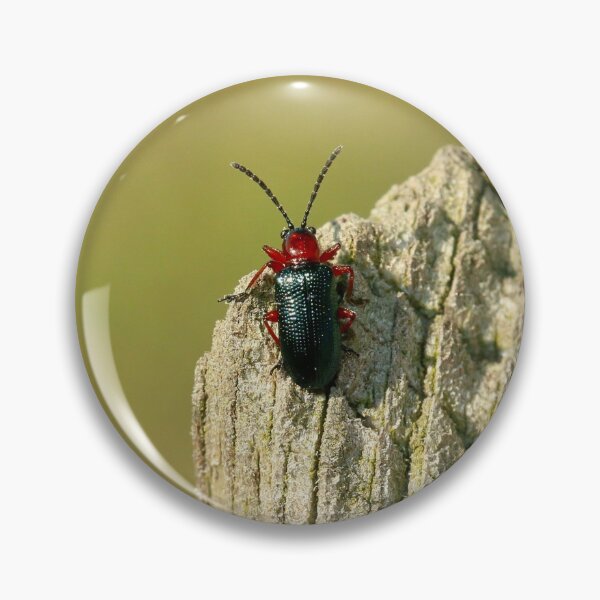 Item preview, Red-necked corn beetle designed and sold by NW-Photo-Art.