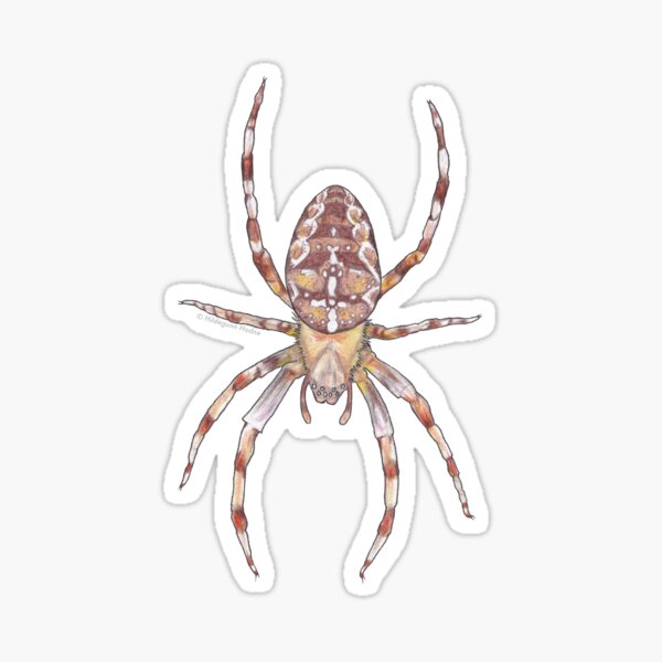 Common Garden Spider Sticker