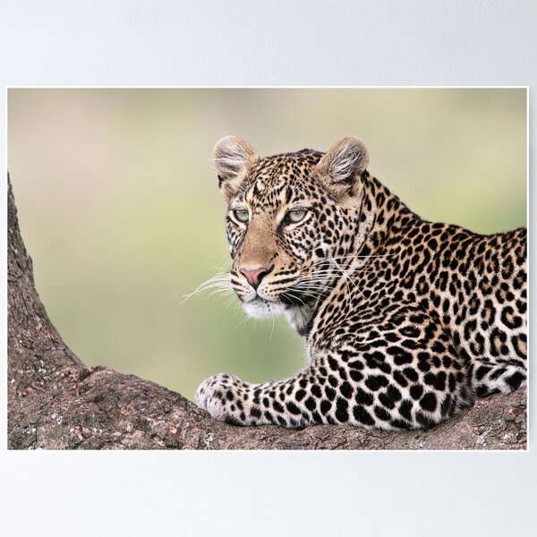 Leopard Portrait Poster