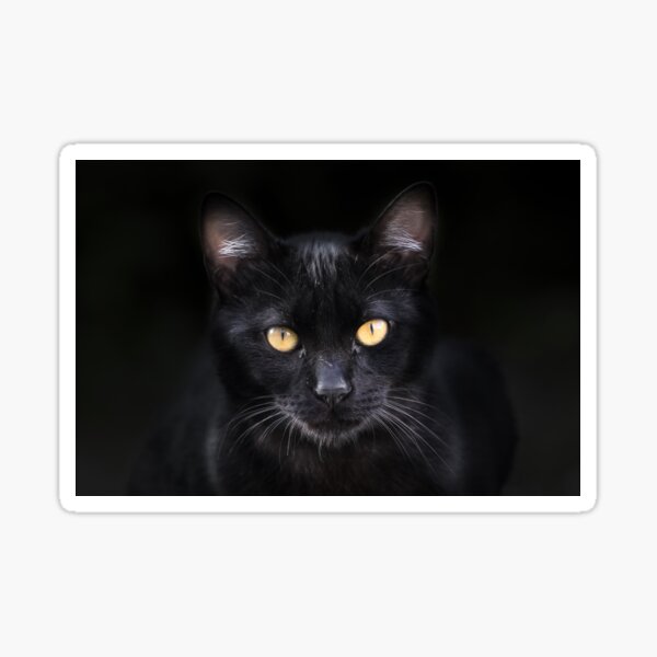 Artikel-Vorschau von Die dunkle Seite der Katze, designt und verkauft von LaGalleria-BNS.