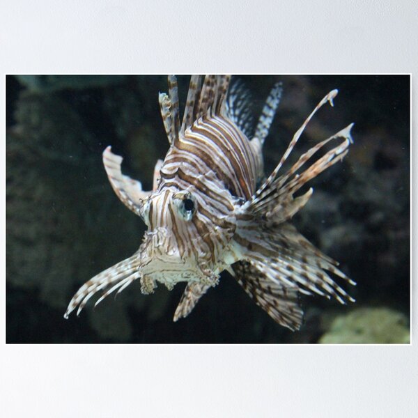 Item preview, The lionfish designed and sold by DragonDango.