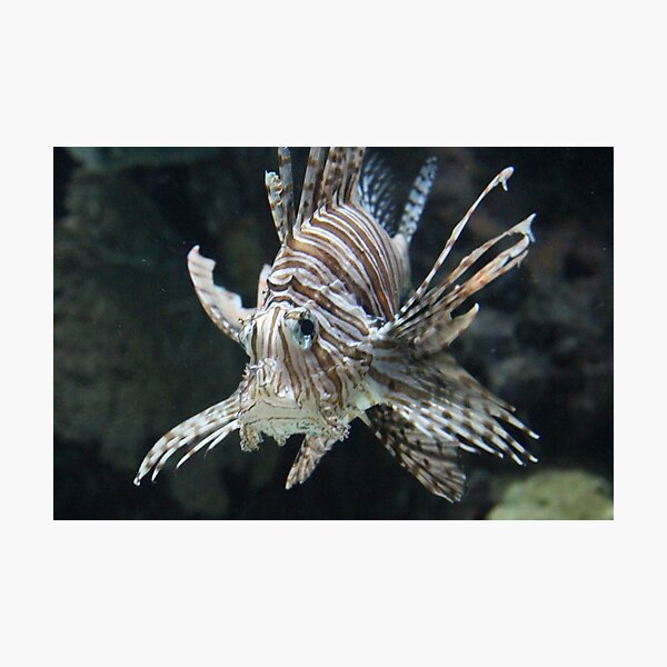 Item preview, The lionfish designed and sold by DragonDango.