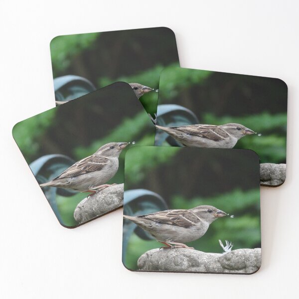 Item preview, House Sparrow takes a drink. designed and sold by JonDelorme.