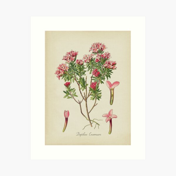 Pink Flowers, Daphne Art Print