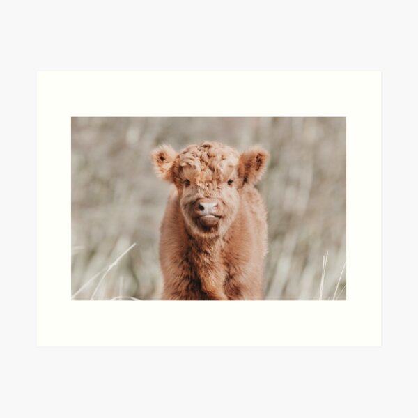 Scottish Highland Cow Baby Calf Art Print