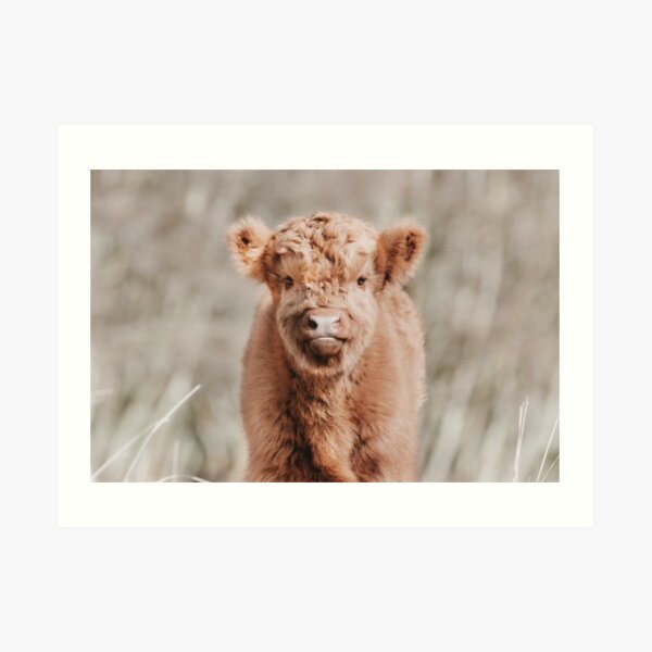 Scottish Highland Cow Baby Calf Art Print