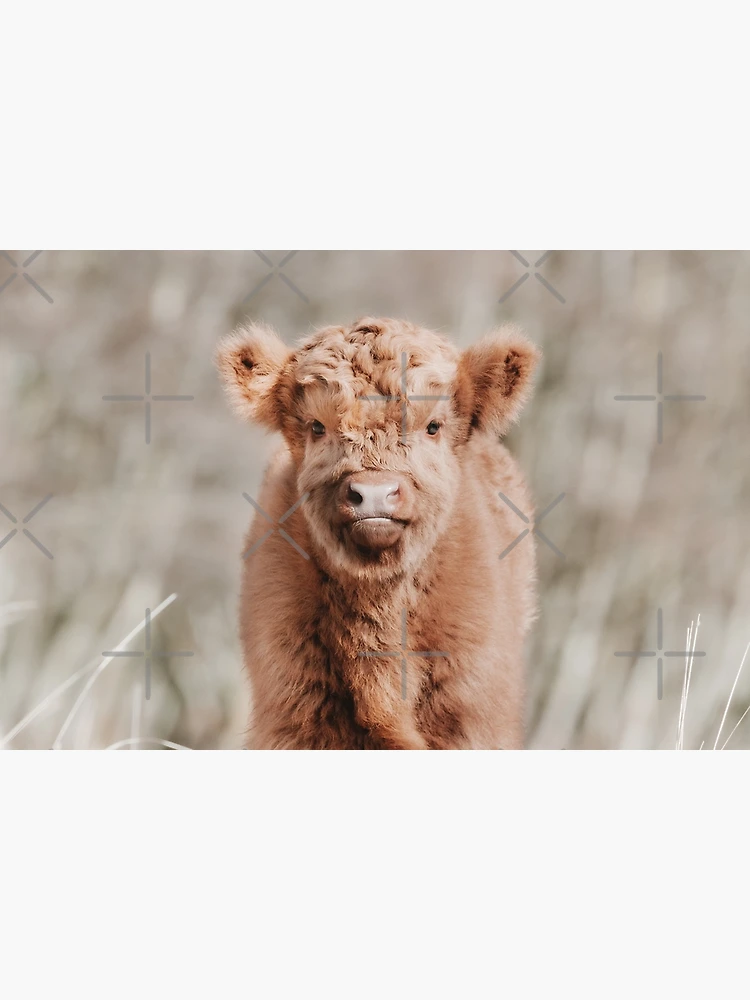 Adorable Scottish Highland Cow / Calf - Stock Photo Print