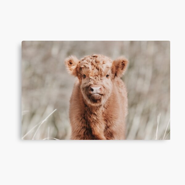 Item preview, Scottish Highland Cow Baby Calf designed and sold by Melissa Peltenburg.