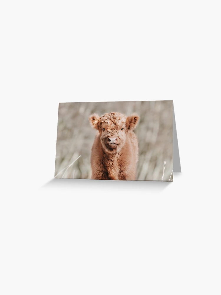 Adorable Scottish Highland Cow / Calf - Stock Photo Print