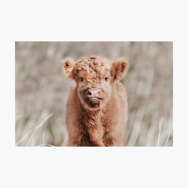 Impression Photo Vache Highlandaise Ecossaise Vache Highlandaise Ecossaise Par Macross Redbubble