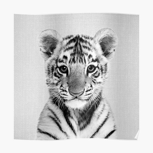 Baby Tiger 2 - Black & White Poster for Sale by galdesign