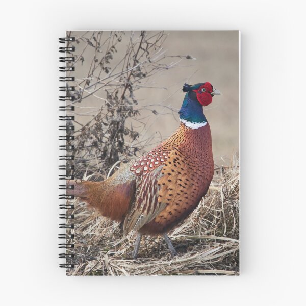 Item preview, The King of the Hill. Pheasant designed and sold by Jouko Lehto Photography.
