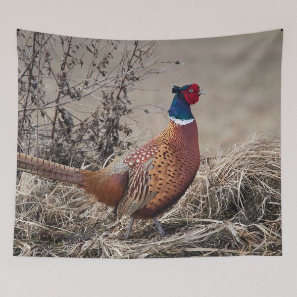 Item preview, The King of the Hill. Pheasant designed and sold by Jouko Lehto Photography.