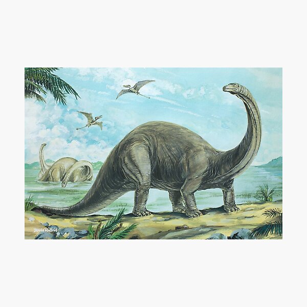 Brontosaurus Photographic Print