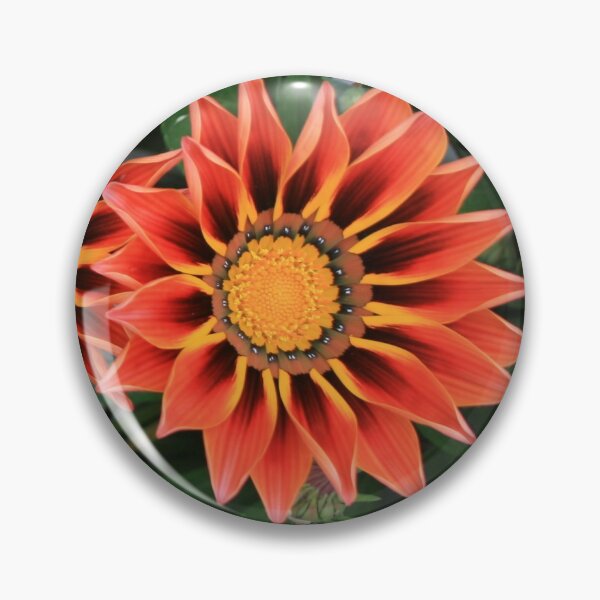 Item preview, Gazanias in Canberra Photograph designed and sold by Heatherian.