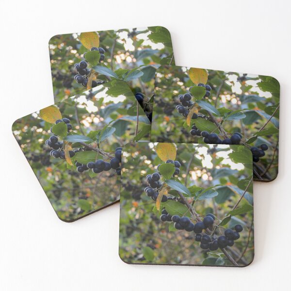 Item preview, Aronia berries designed and sold by Mahirov Shop.