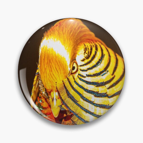 Item preview, Gorgeous Golden Pheasant  designed and sold by Dalyndigital Photography.