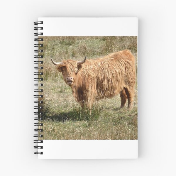 Aperçu de l'œuvre Vache Highland créée et vendue par Karen Miller.