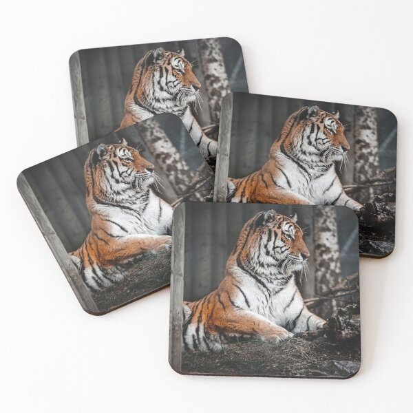 Item preview, Tiger lying on brown soil, Walter Zoo, Gossau, Schweiz. designed and sold by angelisart.