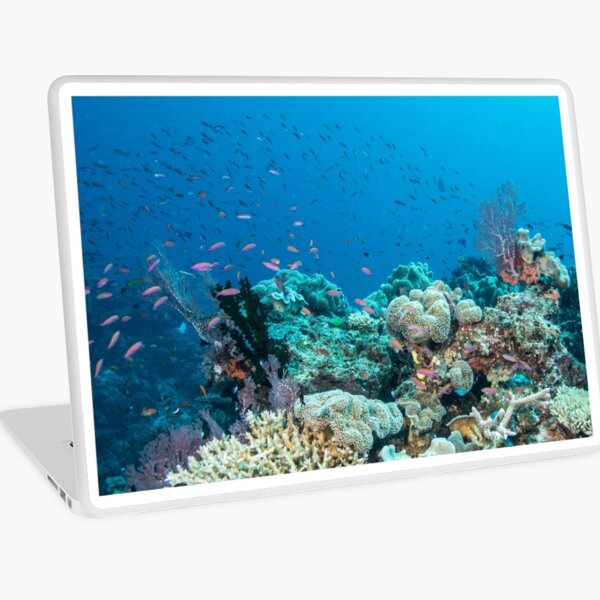 Schoolhouse Reef Laptop Skin