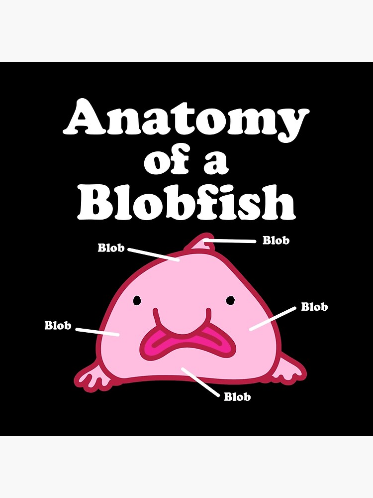 The sad fate of the blobfish : r/memes