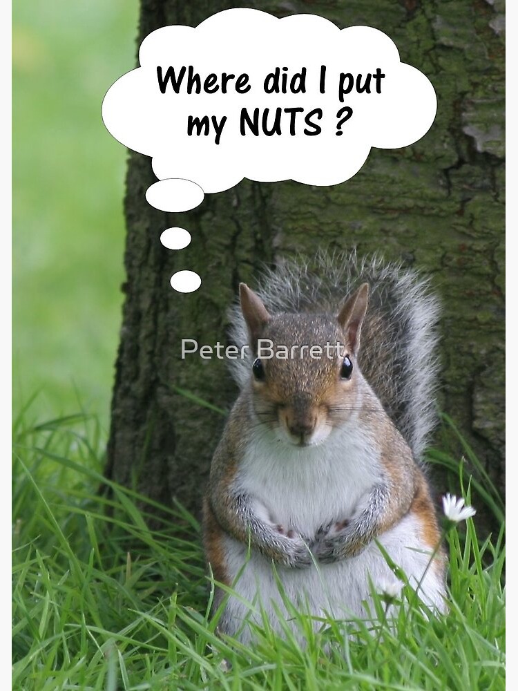 Artwork view, Squirrel - where are my nuts? designed and sold by Peter Barrett