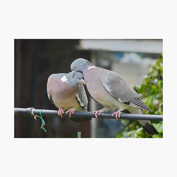 Everyone Loves a Cuddle Photographic Print