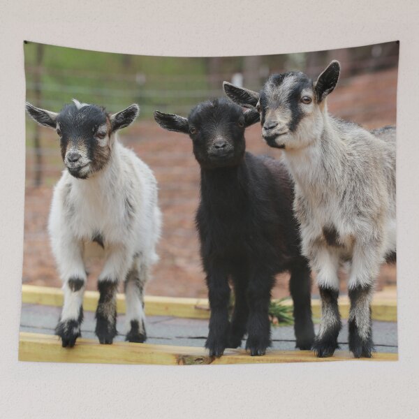 Item preview, Goat Trio designed and sold by StampCity.