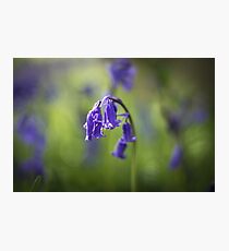 English bluebells Photographic Print