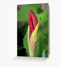 Amarillas Greeting Card