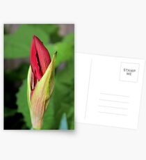 Amarillas Postcards