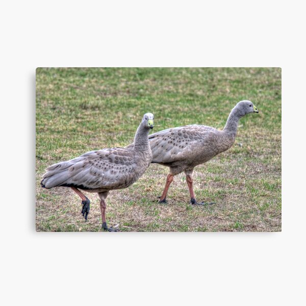 Item preview, Cape Barren Geese, Phillip Island, Victoria designed and sold by Adrian Paul.