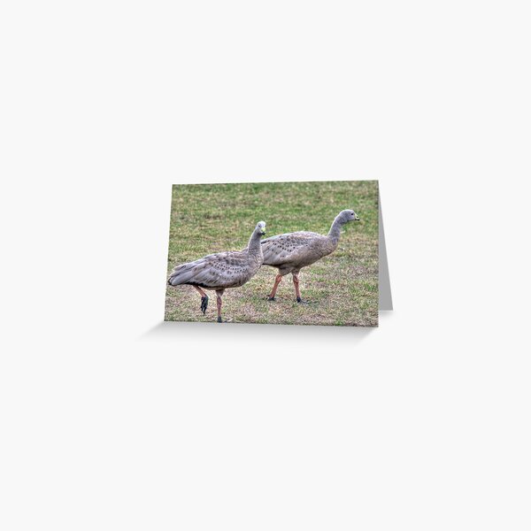 Item preview, Cape Barren Geese, Phillip Island, Victoria designed and sold by Adrian Paul.