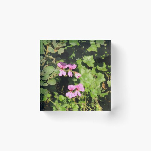 Item preview, Ivy leaf pelargonium designed and sold by greentiger1.