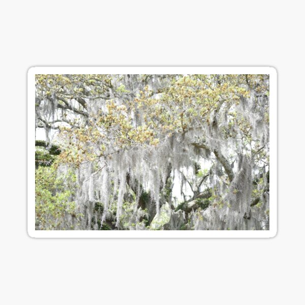 Item preview, spanish moss designed and sold by sarelitay.